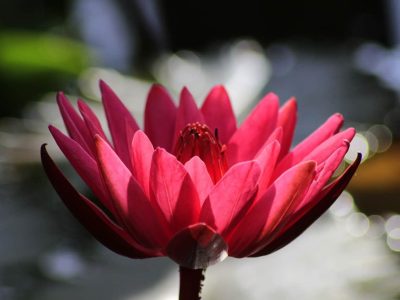 Et billede af en blomst, som symboliserer Fengshui